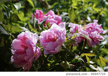 一朵柔和的粉紅色鈕扣花，逆著太陽綻放 90947720