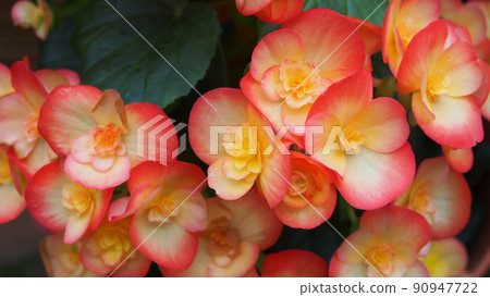 紅色的花朵 90947722