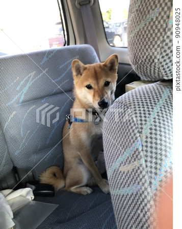 Mameshiba HALU sitting in the back seat 90948025