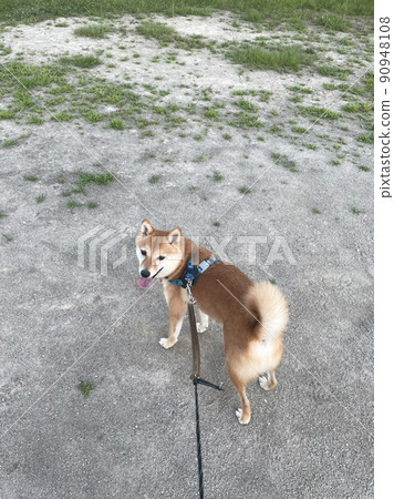 Mameshiba HALU I want to go 90948108