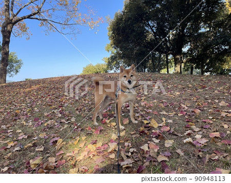 Mameshiba HALU in the fallen leaves 90948113