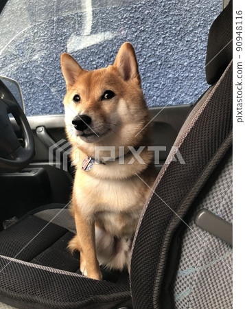 不想放棄駕駛座的豆柴HALU 90948116