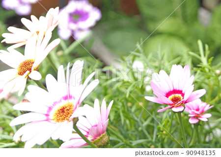 Flowers 90948135