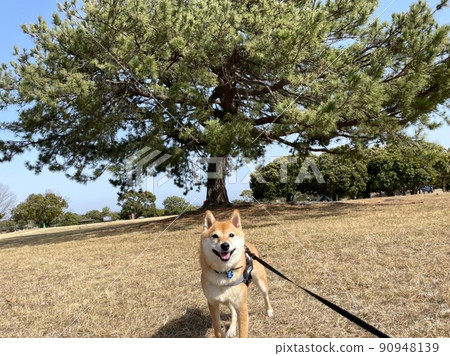 Taiki and smiling Mameshiba HALU 90948139