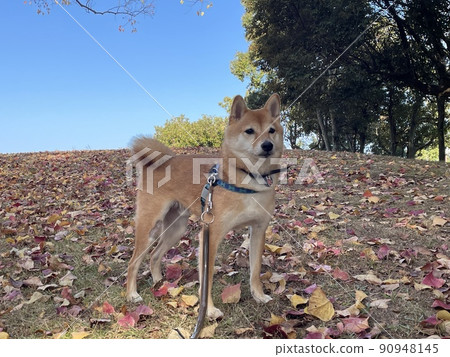 Sunny fallen leaves and Mameshiba HALU Sunny fallen leaves and Mameshiba HALU 90948145