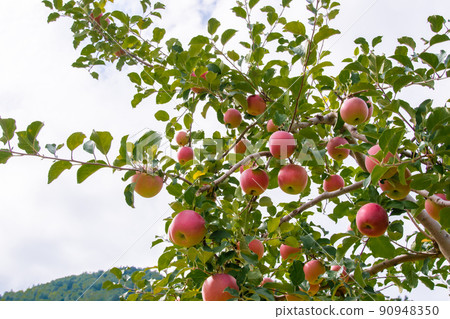 紅蘋果北海道蘋果農場 90948350