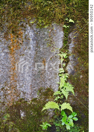 舊混凝土上生長的蕨類植物和苔蘚 90950142