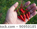 Red hot fresh chili peppers 90950185