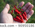 Red hot fresh chili peppers in hands ,Organic vegetables 90950186