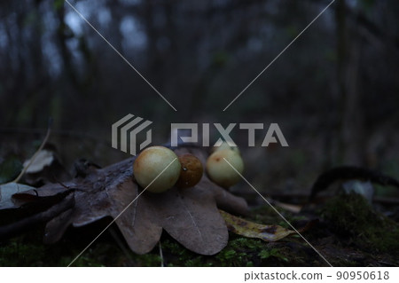 An oak apple on an oak leaf. An oak apple on an oak leaf. 90950618