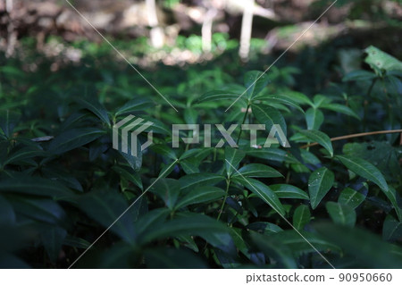 Common periwinkle in a forest Common periwinkle in a forest 90950660