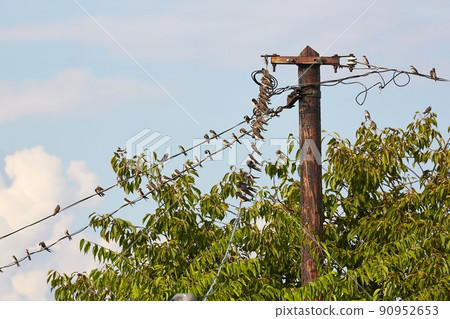 Swallows on the wires Swallows on the wires 90952653