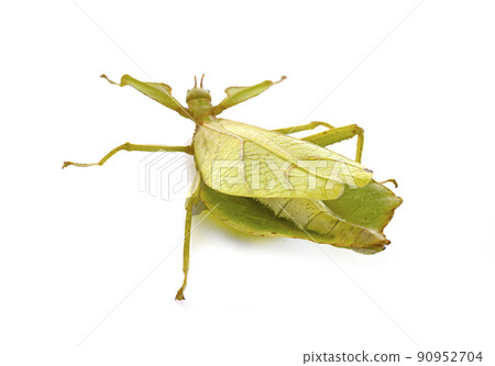 stick insect in studio 90952704