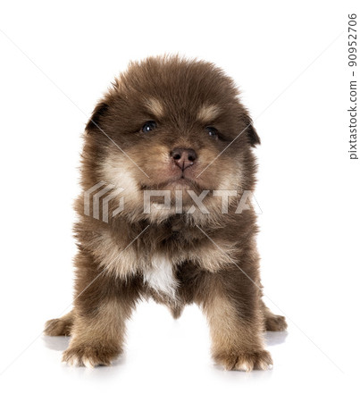 puppy Finnish Lapphund in studio puppy Finnish Lapphund in studio 90952706