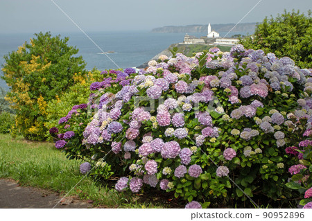 Pink and purple hydrangea macrophylla or hortensia shrubs 90952896