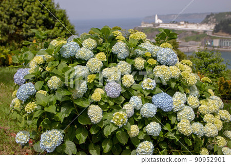 Blue hortensia or hydrangea macrophylla shrub 90952901