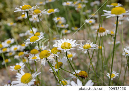 White daisy flowers with bright yellow centerv White daisy flowers with bright yellow centerv 90952968