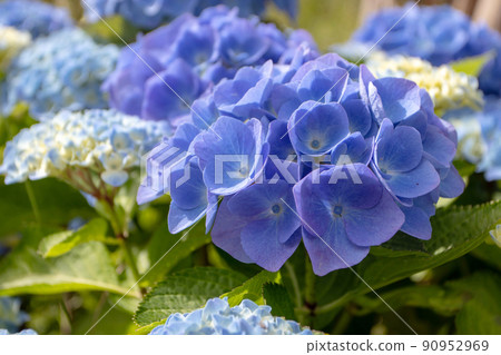 Blue hydrangea macrophylla or hortensia flower head closeup 90952969