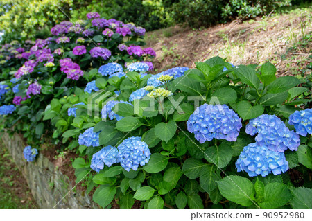 Blue and purple hortensia or hydrangea macrophylla shrubs hedge in the shady garden Blue and purple hortensia or hydrangea macrophylla shrubs hedge in the shady garden 90952980