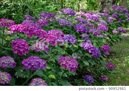 Dark purple hortensia or hydrangea macrophylla shrubs hedge in the shady garden 90952981