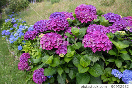 Blue and purple hortensia or hydrangea macrophylla shrubs hedge Blue and purple hortensia or hydrangea macrophylla shrubs hedge 90952982
