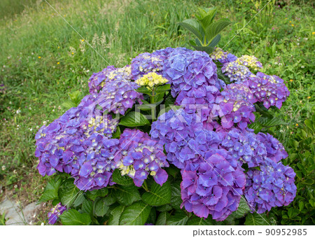 Purple hydrangea macrophylla or hortensia shrub 90952985