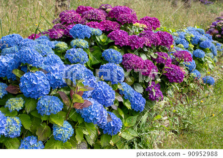 Blue and purple hortensia or hydrangea macrophylla shrubs hedge 90952988