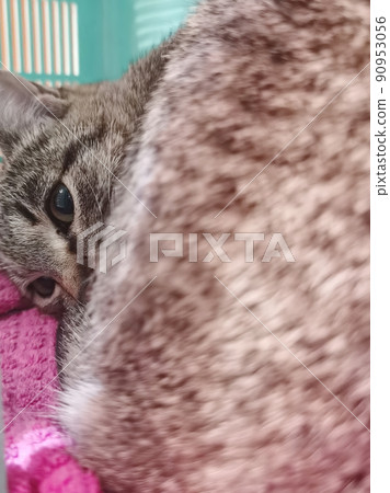 Sad sick young gray cat lies in a veterinary clinic for pets. Sad sick young gray cat lies in a veterinary clinic for pets. 90953056
