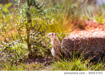 ground squirrel looking at camera, curious 90953783