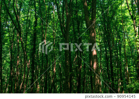crowns and trunks of tall trees in a dense broadleaf forest crowns and trunks of tall trees in a dense broadleaf forest 90954145