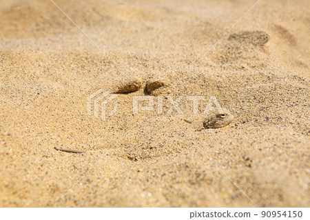 toadhead agama lizard quickly dug into the sand vibrating with its whole body toadhead agama lizard quickly dug into the sand vibrating with its whole body 90954150