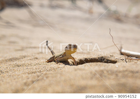 portrait of desert lizard secret toadhead agama near its burrow 90954152
