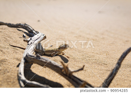 desert lizard toadhead dragon hides under a snag 90954285