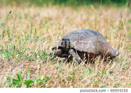 greek tortoise among dry grass outdoor greek tortoise among dry grass outdoor 90954288