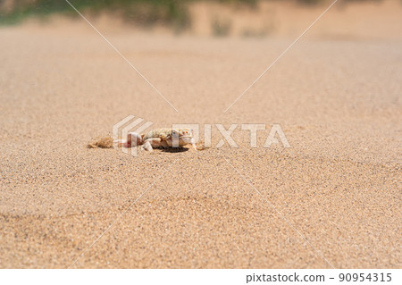 toadhead agama lizard quickly dug into the sand vibrating with its whole body toadhead agama lizard quickly dug into the sand vibrating with its whole body 90954315