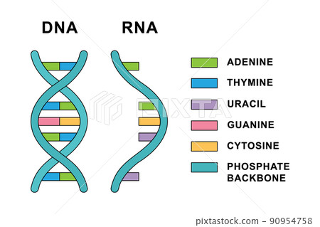 Structure of Ribonucleic acid and Deoxyribonucleic acid molecules. DNA and RNA nucleobases structure - cytosine, guanine, adenine, uracil, thymine. 90954758
