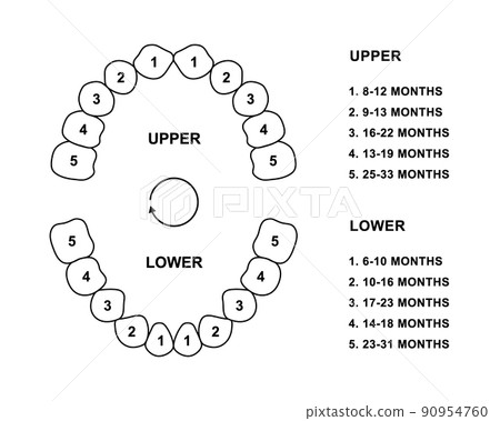 Primary tooth arrival chart. Child teeth dentition anatomy. Primary upper and lower jaw vector illustration. Child teeth silhouette 90954760