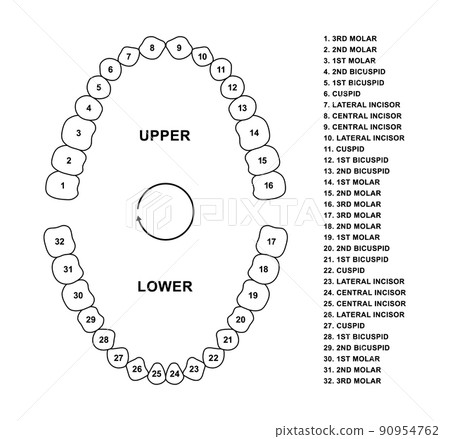 Adult human jaws anatomy with descriptions. Adult human teeth dentition anatomy molar, bicuspid, cuspid and incisor. Secondary tooth silhouette Adult human jaws anatomy with descriptions. Adult human teeth dentition anatomy molar, bicuspid, cuspid and incisor. Secondary tooth silhouette 90954762