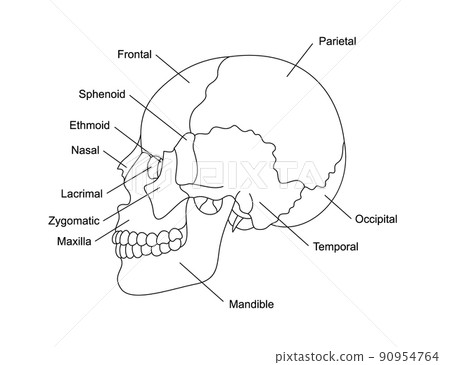 Human skull bones anatomy with descriptions. Cranial parts structure. Human internal organ illustration. Human skull bones anatomy with descriptions. Cranial parts structure. Human internal organ illustration. 90954764