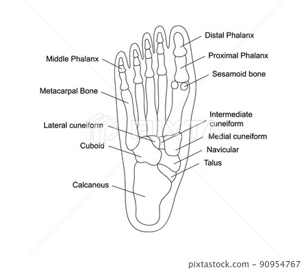 Human foot bones anatomy with descriptions. Foot parts structure. Human internal organ illustration. 90954767