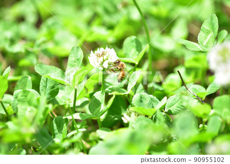 White clover and bees 90955102