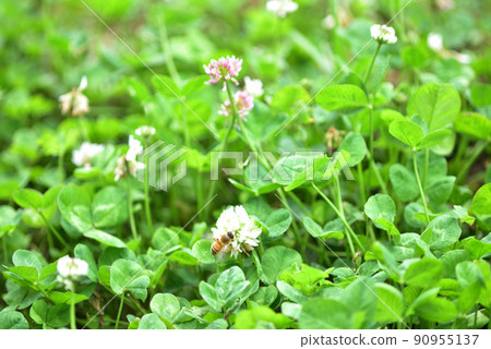 White clover and bees 90955137