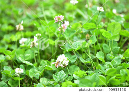 White clover and bees 90955138