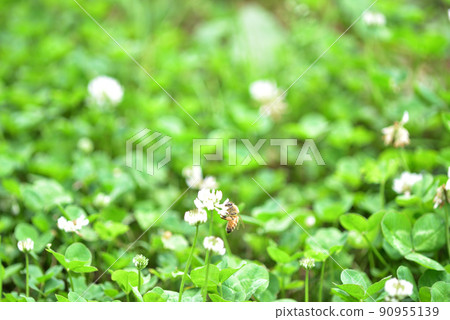 White clover and bees 90955139