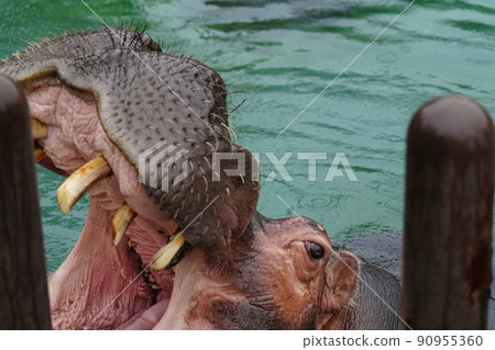 Hippo in the rain zoo Hippo in the rain zoo 90955360