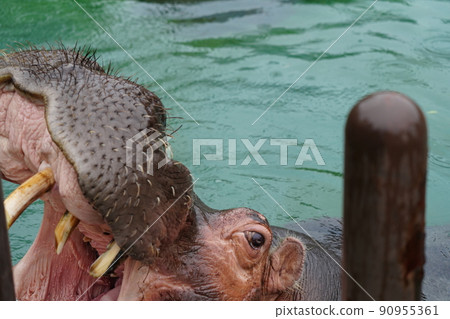 雨中動物園的河馬 90955361