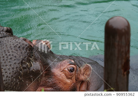 Hippo in the rain zoo Hippo in the rain zoo 90955362
