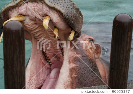 Hippo in the rain zoo Hippo in the rain zoo 90955377