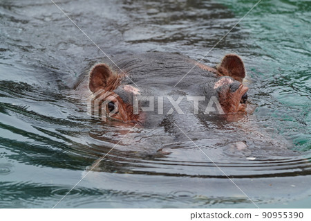 雨中動物園的河馬 90955390