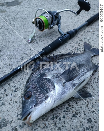 黑鯛魚 90955467